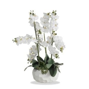 Orchidea 9 rami con vaso ceramica